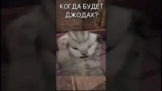ДЕНЬ ЛОЛОЛОШКИ