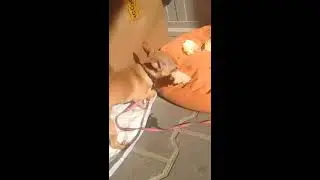 Вкусняшка