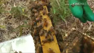 Divisão de APIS, inserindo rainhas europeias parte 1