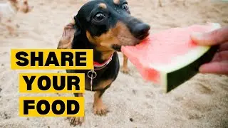 Human Foods to Feed Your Dogs