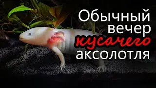 Аксолотль Пуся. Обычный вечер кусачего аксолотля.