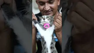 Finding Cat from Apple AirTag #shorts #airtag #devkefact