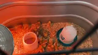 $1 Chicks?! 🐣💵
