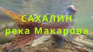 Горбуша в брачном наряде. Сахалин. Приток реки Макарова.