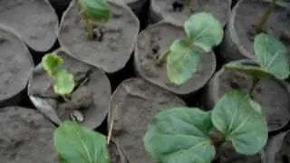 jatropha  Salim Mastan  in Pakistan 09713.MPG