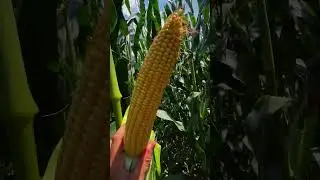 #кукуруза #limagrain #farming #nature #corn #drone #food #agriculture