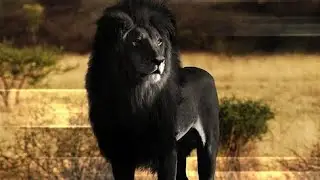 7 Scary Hybrid Animals that Actually Exist. Part 1