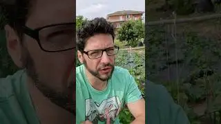 il pomodoro
