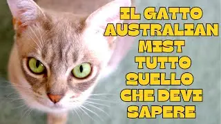 🐾The Australian Mist cat: everything you need to know! 🐾