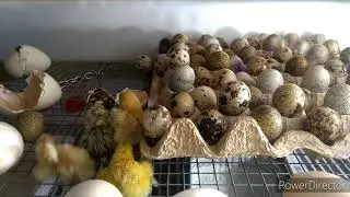 Самодельный инкубатор спустя год, работает или нет?