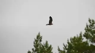 Весна в Осинской лесной даче. 2024 год.