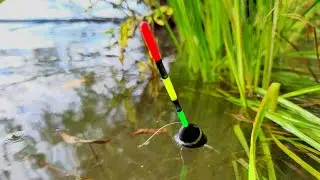 Caught a wild catch! Cast a float into the backwater and the horror began! Fishing 2025