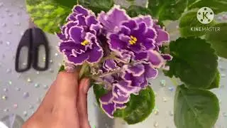 Спонтанная пестролистность у фиалки. Пытаюсь закрепить. Эксперимент.