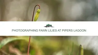 Photographing Fawn Lilies at Pipers Lagoon