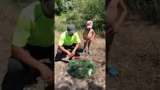 На пасеке не скучно, улов!