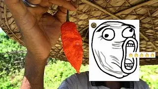 World's 5 Hot Pepper