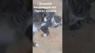 Кот просит кушать.Кот прикидывается умирающим от голода. 