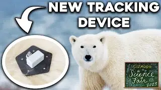 Forget Collars—There's a Kinder Way to Track Polar Bears in the Arctic