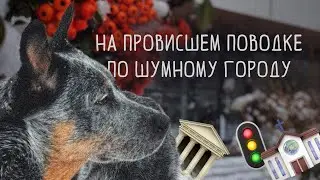 Прогулка с собакой на провисшем поводке по шумному городу | Общение собак