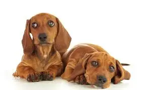 GetOnline National Puppy Day