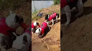Французские бульдоги играют у реки и плавают.🩵 #funnydogs #собака #frenchbulldog #frenchie #doglife