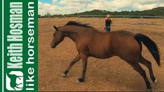 RoundPen Intro: How & Why Horse Training Starts Here