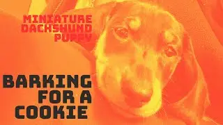 *Mini Dachshund Demands Cookie* *Mini Dachshund Barking* #shorts