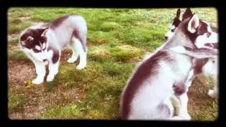 Щенки хаски 2 месяца