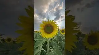 Before/After photo editing part-19 ||  #shorts #trending #viral #msgrapher