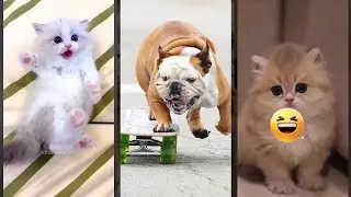 Funny Cats 2025 ❤️ cats meowing 🥰 