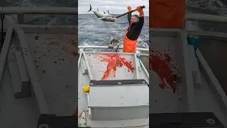 Albacore Tuna Fishing GAFFERS #yakventures #tuna #albacore