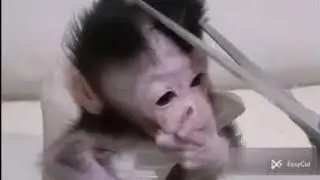 Baby monkey abused.              Baby monkey and his intense love for blankets!!!
