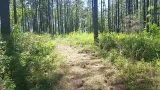 I Found Something Strange in the Woods
