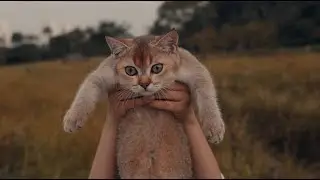 The Kitty King 