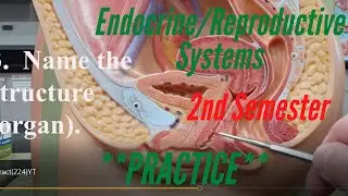 Endocrine and Reproductive Systems:  Practice Vid for A&P Lab, 2nd Semester.  Anatomy and Histology