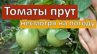 ТОМАТЫ МОЩНЫЕ, НЕСМОТРЯ НА ПОГОДУ. ЧЕМ ОПРЫСКИВАЮ...
