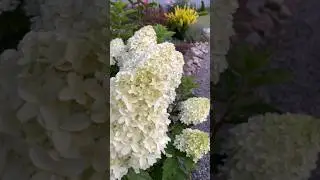 Гортензия Саммер Лав #идеидлясада #садоводство
