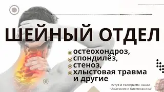 Шейный отдел. Остеохондроз, стеноз, спондилёз и другие проблемы шеи.