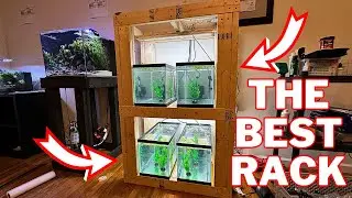 Custom 10 Gallon Aquarium Rack (Easy Build)