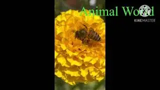Animal World
