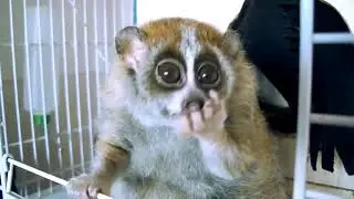 Им можно любоваться часами!