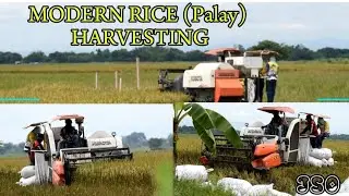 Fastest | Modern Rice Palay Harvesting #Farming #Harvest