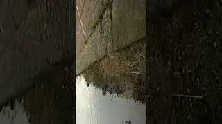 Рыба в парке есть