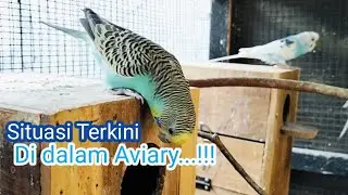 Ternak Parkit...!!! Situasi Saat ini di Dalam Aviary.. Semoga Sehat semua dan Barokah