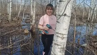 Березовый сок