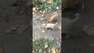 Тойские игрушки :-)