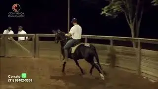 DANÇARINO SERRA BELA - CENTRAL DE COBERTURAS - MANGALARGA MARCHADOR