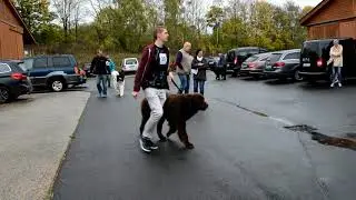Nemo ADKN Bundessiegerschau 2017 in Alsfeld / Lauf + Siegerehrung