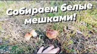 СОБИРАЕМ БЕЛЫЕ ГРИБЫ МЕШКАМИ! МОРЕ ГРИБОВ. ТИХАЯ ОХОТА В БОРОВОМ ЛЕСУ.