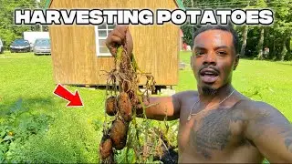 Harvesting Potatoes From My Garden (Tiny Home Life)